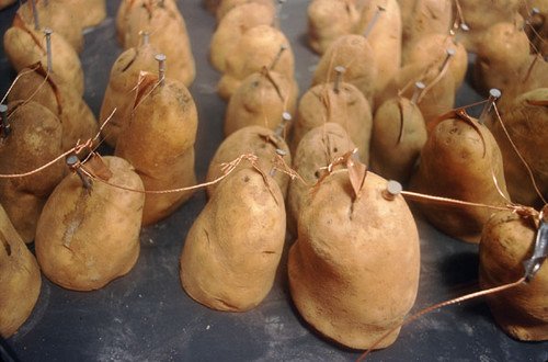 天方夜谭 Web服务器用土豆电池供电！