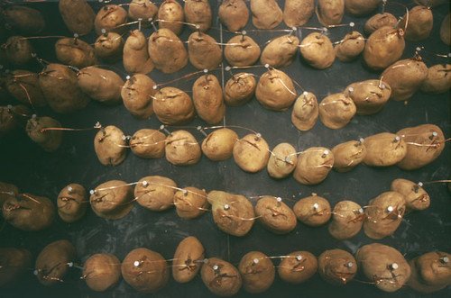 天方夜谭 Web服务器用土豆电池供电！